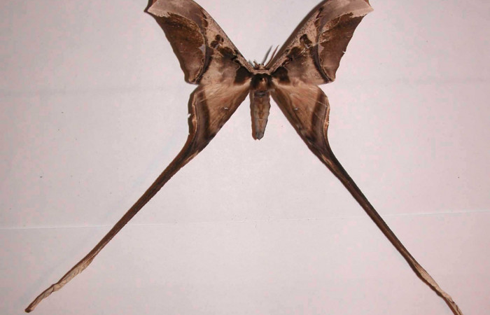 Fig. 3 Adulto vista dorsal macho <i>Copiopteryx semiramis</i> (Saturnidae), mide 99mmde envergadura. Luces, Sector Santa Rosa, 300 m.03-SRNP-12763-DHJ37168.