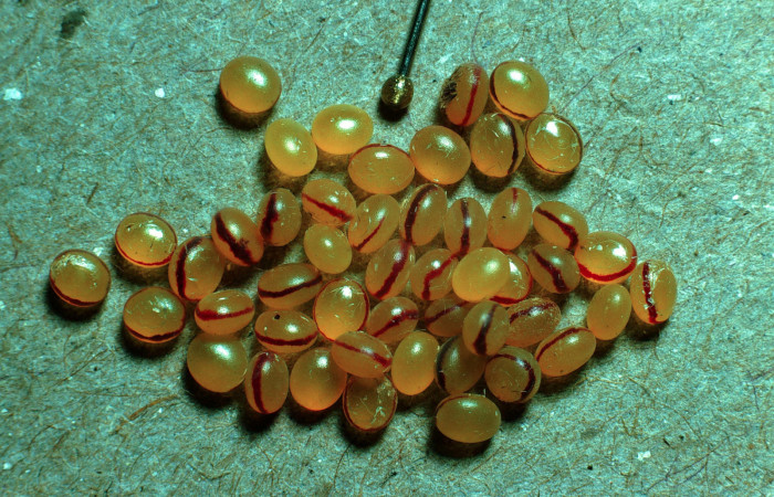 Fig. 5 Huevos <i>Copiopteryx semiramis</i> (Saturnidae), Area Administrativa. Sector Santa Rosa, 295 m. 85-SRNP-249-DHJ56841.