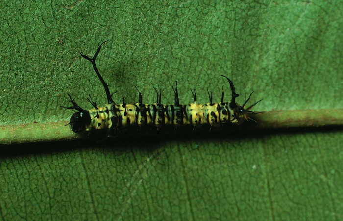 Fig. 6 Larva <i>Copiopteryx semiramis</i> (Saturnidae), Area Administrativa. Sector Santa Rosa, 295 m. 84-SRNP-362-DHJ56835.