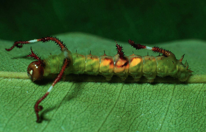 Fig. 8 Larva vista dorsal entero  <i>Copiopteryx semiramis</i> (Saturnidae), Quebrada Guapote,  Sector Santa Rosa, 240 m. 84-SRNP-362-DHJ56821. 