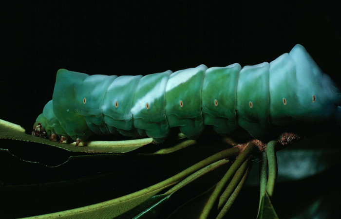 Fig. 10 Larva lateral entero último estadio <i>Copiopteryx semiramis</i> (Saturnidae), Quebrada Guapote. Sector Santa Rosa, 240 m. 83-SRNP-1237-DHJ56809.
