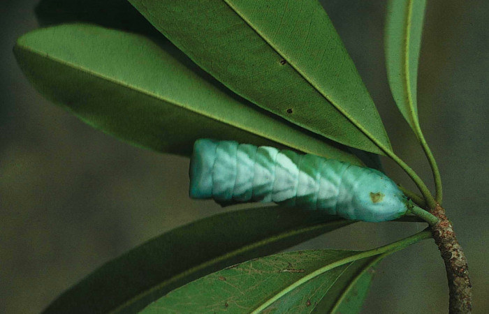 Fig. 11 Larva dorsal entero último estadio, <i>Copiopteryx semiramis</i> (Saturnidae), Quebrada Guapote. Sector Santa Rosa, 240 m. 83-SRNP-1237-DHJ56811.