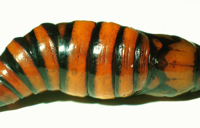 Figura 5. Pupa de <i>Unzela pronoe</i> (Sphingidae), vista dorsal, localidad Bosque Húmedo, Sector Santa Rosa ACG (290m). Voucher: 01-SRNP-14630-DHJ58794.jpg.