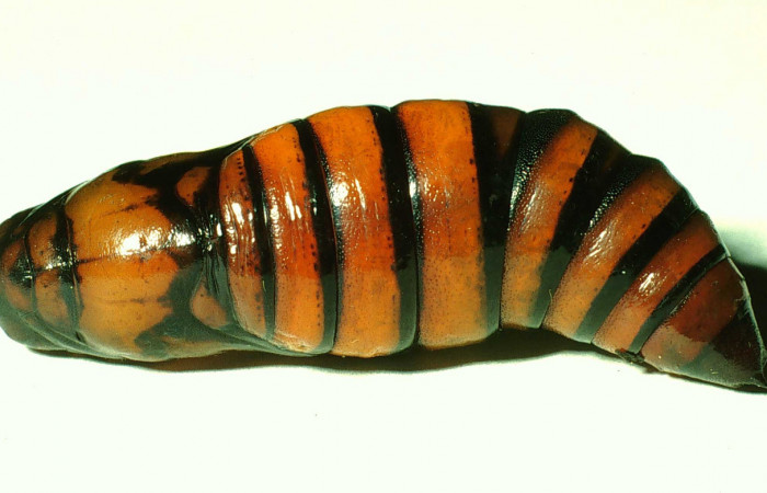 Figura 6. Pupa de <i>Unzela pronoe</i> (Sphingidae), vista lateral, localidad Bosque Húmedo, Sector Santa Rosa ACG (290m). Voucher: 01-SRNP-14630-DHJ59244.jpg.