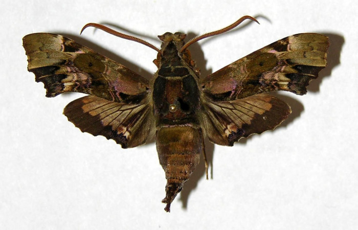 Figura 7. Adulto de <i>Unzela pronoe</i> (Sphingidae), macho vista dorsal, localidad Estación Biológica Pitilla, Sector Pitilla ACG (675m). Voucher: 05-SRNP-31392-DHJ319250.jpg.