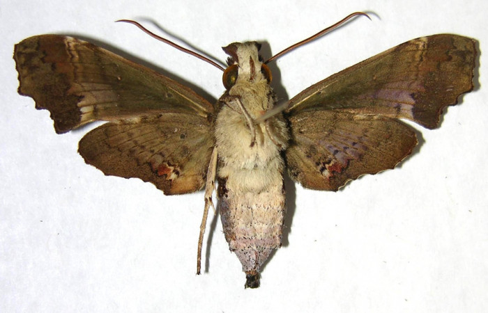Figura 10. Adulto de <i>Unzela pronoe</i> (Sphingidae), hembra vista ventral, localidad Sendero Sainos, Sector Mundo Nuevo ACG (397m). Voucher: 06-SRNP-57801-DHJ361231.jpg.