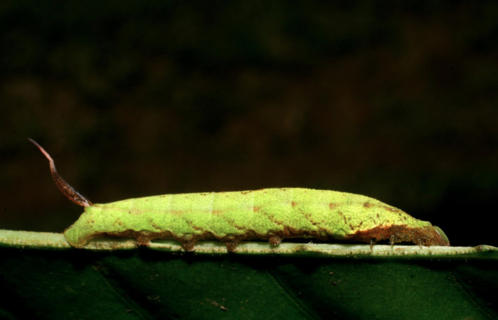 Figura 16. Larva <i>Unzela japix</i> (Sphingidae), último estadío (U) vista lateral, localidad Estación Biológica Pitilla, Sector Pitilla ACG (675m). Voucher: 08-SRNP-30100-DHJ438396.jpg.