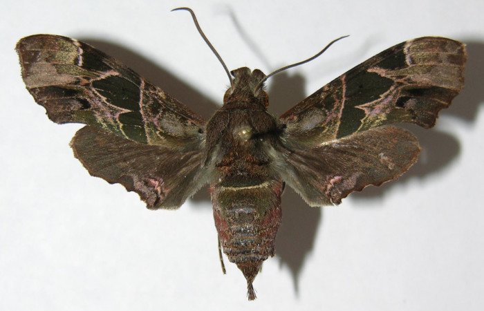 Figura 17. Adulto de <i>Unzela japix</i> (Sphingidae), vista dorsal, localidad Estación Biológica Quica, Sector Pitilla ACG (470m). Voucher: 08-SRNP-71177-DHJ391588.jpg.