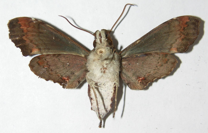 Figura 18. Adulto de <i>Unzela japix</i> (Sphingidae), vista ventral, localidad Estación Biológica Quica, Sector Pitilla ACG (470m). Voucher: 08-SRNP-71177-DHJ391589.jpg.