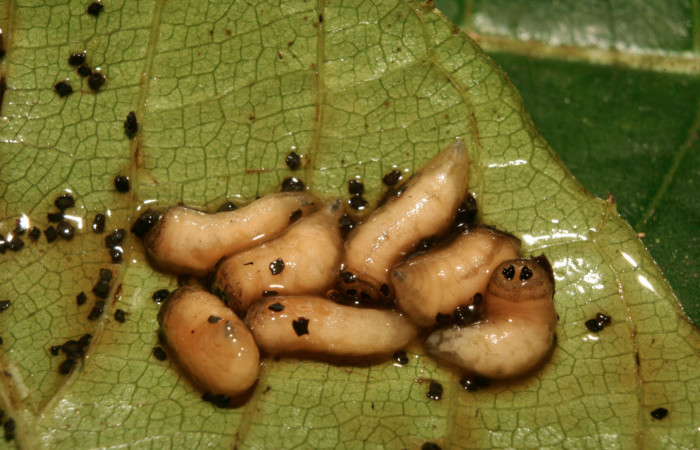 Figura 13. Prepupa de parásitos <i>Drino alacris</i> (Tachinidae) que ataca <i>Unzela pronoe</i> (Sphingidae), localidad Estación Biológica Quica, Sector Pitilla ACG (470m). Voucher: 14-SRNP-70308-DHJ722016.jpg.