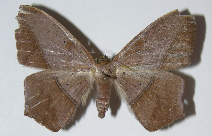 Figura 3. Adulto de <i>Prochoerodes striata</i> (hembra), vista dorsal. (05-SRNP-33985-DHJ326190).