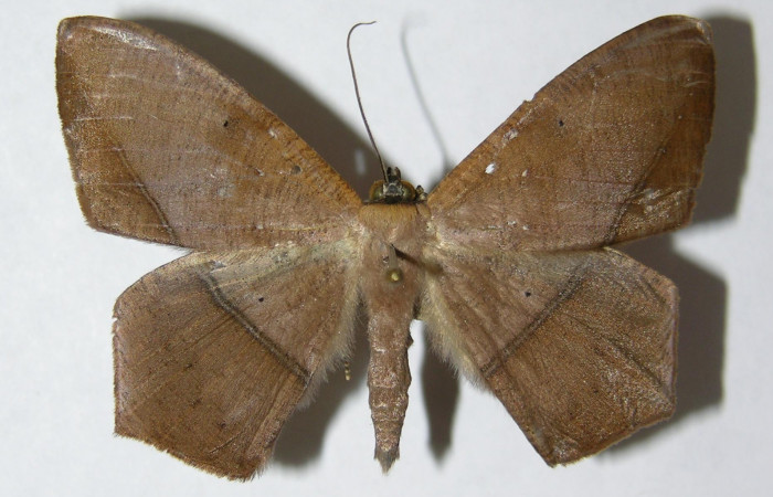 Figura 1. Adulto de <i>Prochoerodes striata</i> (macho), vista dorsal. (05-SRNP-6996-DHJ330476).