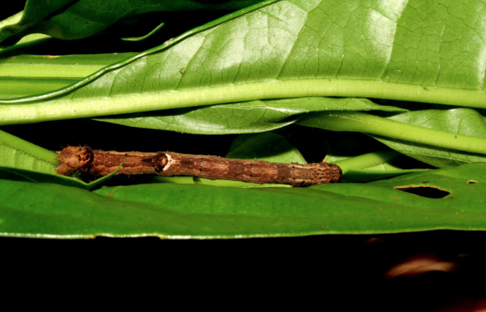 Figura 7. Larva <i>Prochoerodes striata</i>, (Geometridae), vista dorsal. (08-SRNP-6464-DHJ448852).