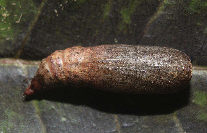 Figura 12. Pupa de <i>Prochoerodes striata</i>, (Geometridae), vista lateral,  (14-SRNP-71286-DHJ723791).