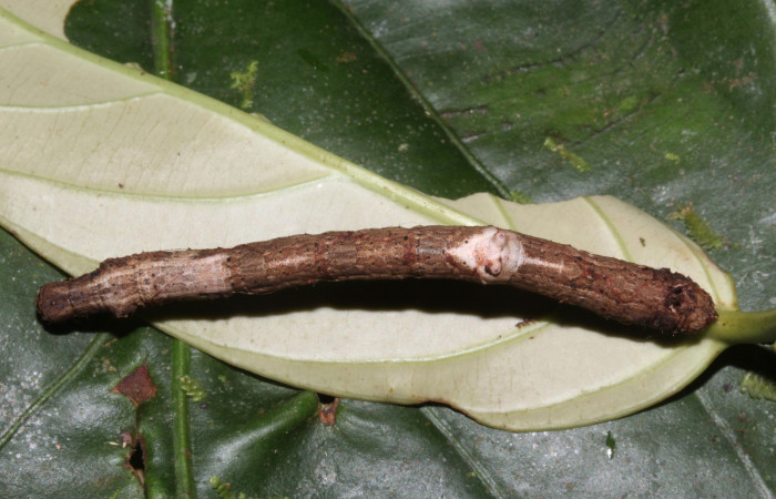 Figura 8. Larva <i>Prochoerodes striata</i>, Geometridae, vista dorsal. (17-SRNP-30625-DHJ736301).