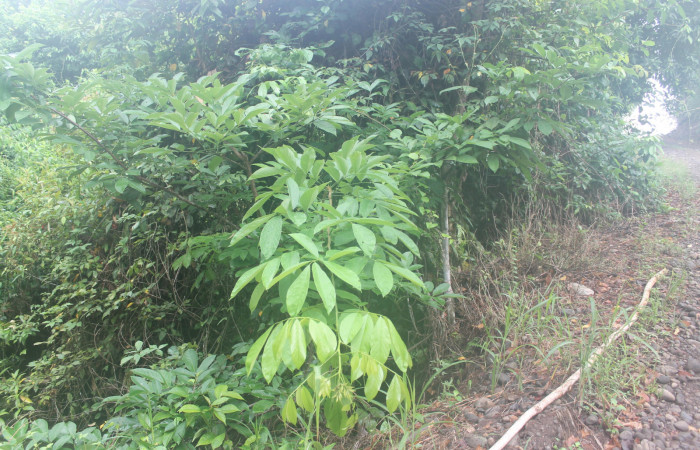 Figura 5. planta hospedera <i>Lonchocarpus oliganthus</i> de la larva <i>Prochoerodes striata</i> de la familia Geometridae. Foto Keiner Aragon Calero,05/05/2020.