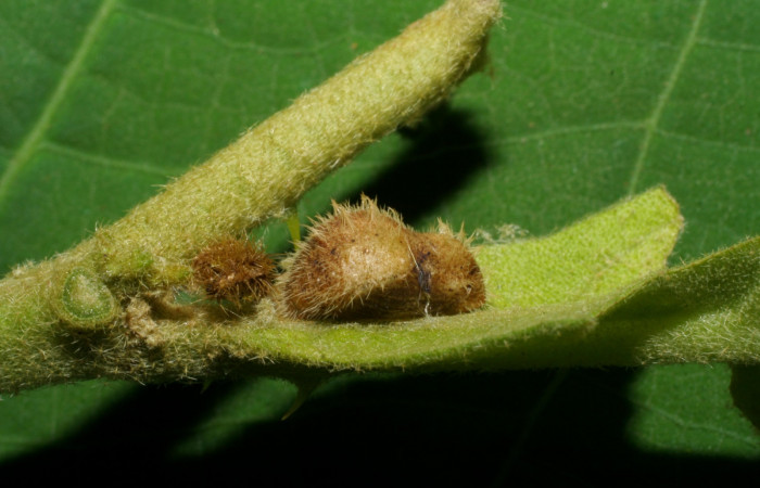 Fig. 6. Pupa <i>Arawacus sito</i> vista lateral entero.
Voucher 05-SRNP-34648-DHJ420443.jpg