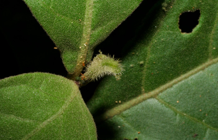 Fig. 3. Larva  <i>Arawacus sito</i> vista lateral entero en penúltimo estadío. Voucher 05-SRNP-34680-DHJ420448.jpg.