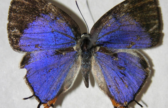 Fig. 7. Adulto <i>Arawacus sito</i> vista dorsal (macho) envergadura 24 mm.
Voucher 93-SRNP-8113-DHJ362984