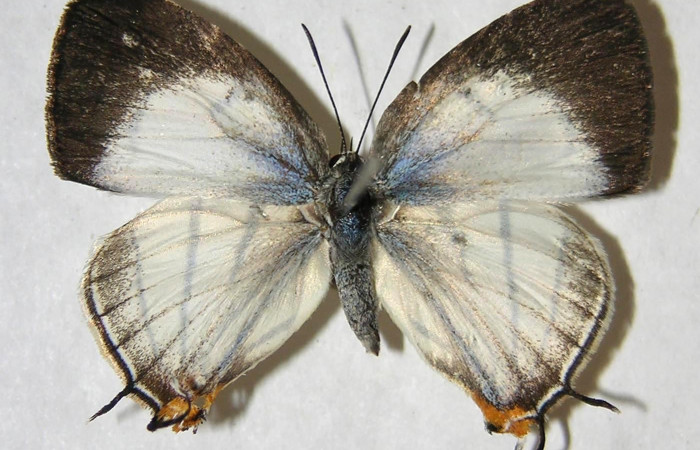 Fig. 9 .Adulto <i>Arawacus sito</i> vista dorsal (hembra) envergadura 26 mm.Voucher 97-SRNP-10127-DHJ363020.