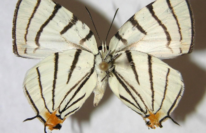 Fig. 10.Adulto <i>Arawacus sito</i> vista ventral  (hembra) envergadura 26 mm.
Voucher 97-SRNP-10127-DHJ363021