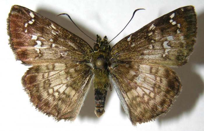 Figura 1. Adulto de <i>Carrhenes calidius</i> (Hesperiidae), vista dorsal, localidad San Lucas Sector Rincón Rain Forest ACG (320m). Voucher: 06-SRNP-42412-DHJ351750.jpg.