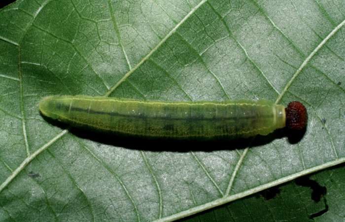 Figura 6. Larva <i>Carrhenes calidius</i> (Hesperiidae), último estadío (U) vista dorsal mide (28mm), localidad Sendero Huerta Sector San Cristóbal ACG (527m). Voucher: 08-SRNP-4738-DHJ437632.jpg.