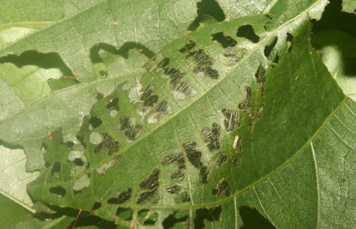 Figura 2. Casita de <i>Carrhenes calidius</i> (Hesperiidae), localidad Medrano Estación Quica Sector Pitilla ACG (380m). Voucher: 13-SRNP-71316-DHJ702842.jpg.