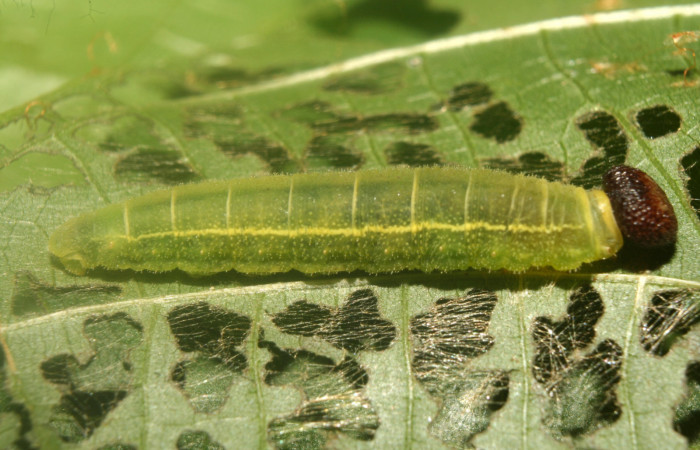 Figura 5. Larva <i>Carrhenes calidius</i> (Hesperiidae), penúltimo estadío (PU) vista lateral mide (23mm), localidad Medrano Estación Quica Sector Pitilla ACG (380m). Voucher: 13-SRNP-71316-DHJ702846.jpg.