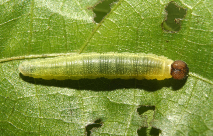 Figura 4. Larva <i>Carrhenes calidius</i> (Hesperiidae), tercer estadío (PPU) vista dorsal mide (15mm), localidad Medrano Estación Quica Sector Pitilla ACG (380). Voucher: 13-SRNP-71319-DHJ702852.jpg.