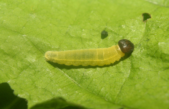 Figura 3. Larva <i>Carrhenes calidius</i> (Hesperiidae), segundo estadío (PPPU) vista dorsal mide (10mm), localidad Medrano Estación Quica Sector Pitilla ACG (380m). Voucher: 13-SRNP-71320-DHJ702859.jpg.