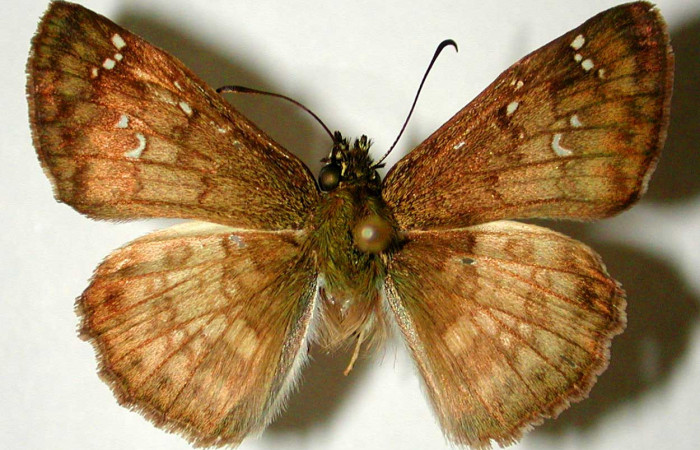 Figura 9. Adulto de <i>Carrhenes calidius</i> (Hesperiidae), macho vista dorsal, localidad Bosque San Emilio Sector Santa Rosa ACG (300m). Voucher: 82-SRNP-543.1-DHJ32870.jpg.