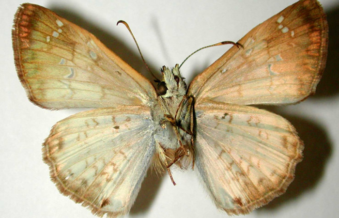 Figura 10. Adulto de <i>Carrhenes calidius</i> (Hesperiidae), vista ventral, localidad Bosque San Emilio Sector Santa Rosa ACG (300m). Voucher: 82-SRNP-543.1-DHJ32871.jpg.