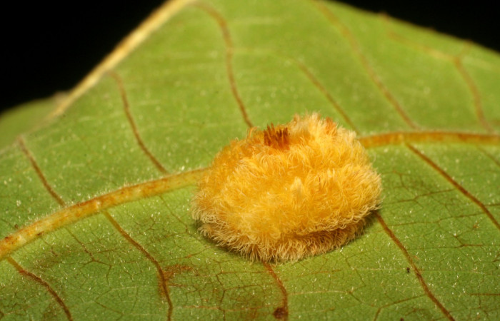 Figura 3. Detalle dorsal, <i>Mesoscia unifasciata</i> (Megalopygidae). (06-SRNP-43863- DHJ417395).