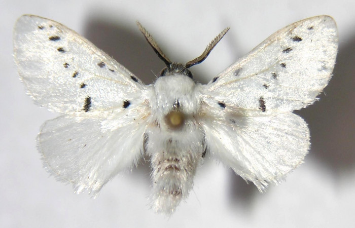 Figura 13. Adulto (macho), <i>Mesoscia unifasciata</i> (Megalopygidae). (06-SRNP-5508- DHJ359920).