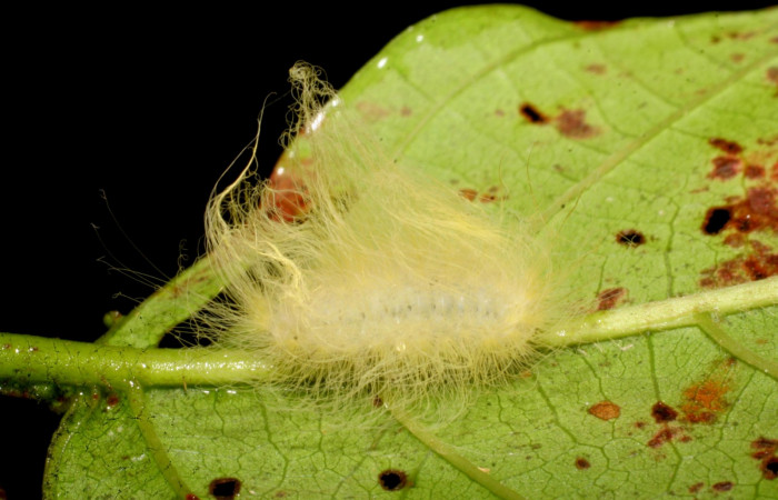 Figura 7. Detalle de lateral, <i>Mesoscia dumilla</i> (07-SRNP-40681-DHJ420318).