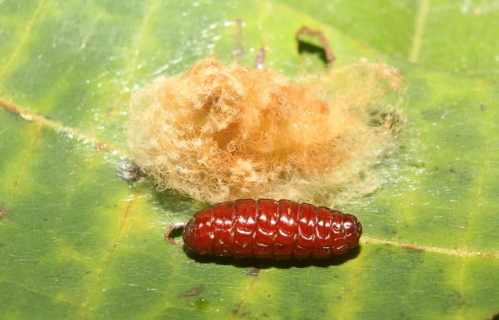 Figura 10. Detalle de pupario de Tachinidae, <i>Mesoscia unifasciata</i> (Megalopygidae). (17- SRNP-70465-DHJ733986).