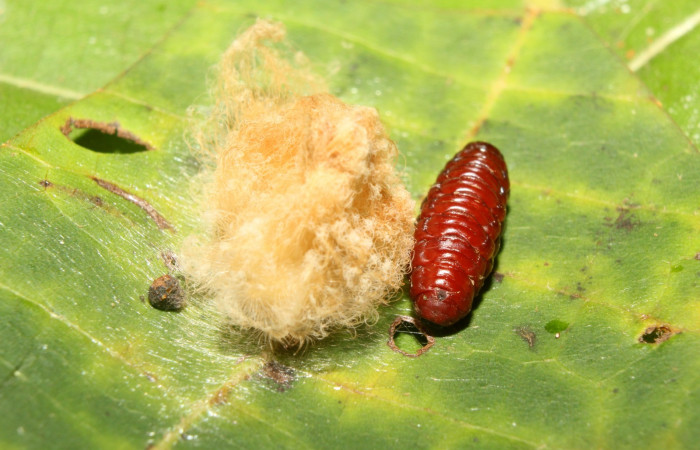 Figura 11. Detalle de pupario de Tachinidae,no eclosionado <i>Mesoscia unifasciata</i> (Megalopygidae). (17-SRNP-70465-DHJ733988).