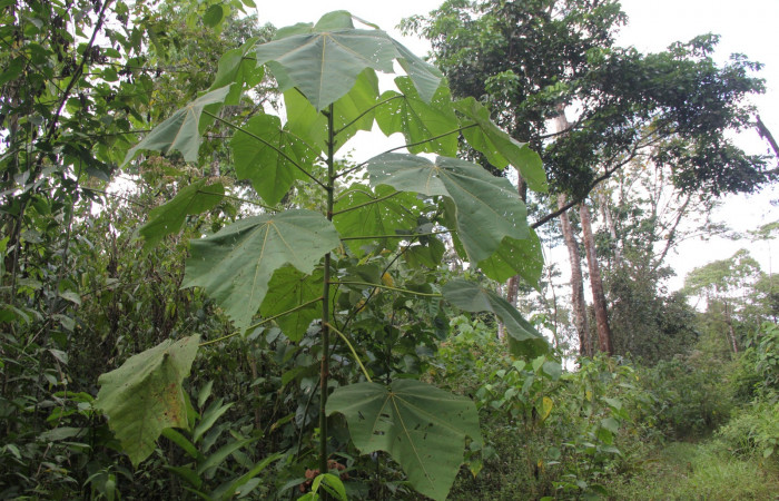 Fig 1. Unas de las planta hospedera donde más se alimenta <i>Mesoscia unifasciata</i> (Megalopygidae), <i>Ochroma pyramidale</i> (Malvaceae). Foto, Minor Carmona Camino a Río Niño, Estación Biológica Wege. Fig 1. Unas de las planta hospedera donde más se alimenta Mesoscia unifasciata (Megalopygidae), Ochroma pyramidale (Malvaceae). Foto, Minor Carmona Camino a Río Niño, Estación Biológica Wege. Fig 1. Unas de las planta hospedera donde más se alimenta <i>Mesoscia unifasciata</i> (Megalopygidae), <i>Ochroma pyramidale</i> (Malvaceae). Foto, Minor Carmona Camino a Río Niño, Estación Biológica Wege.