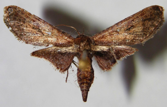 Fig. 15. Vista dorsal del adulto macho de <i>Rhodoneura terminalis</i> (Thyrididae). Voucher: 02-SRNP-1981-DHJ368386.