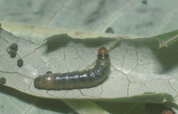 Fig. 1. Vista dorsal completa de <i>Rhodoneura terminalis</i> (Thyrididae). Voucher: 05-SRNP-30947- DHJ88692.