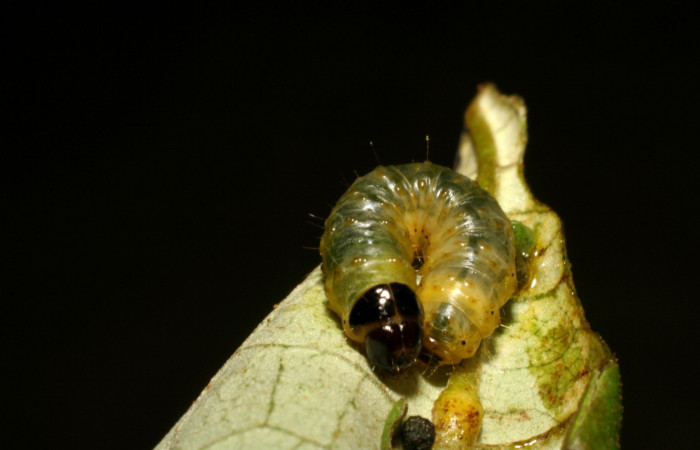 Fig. 5. Vista dorsal que muestra el torax y línea del cuello negro <i>Rhodoneura terminalis</i> (Thyrididae). Voucher: 07-SRNP-35625-DHJ420115.