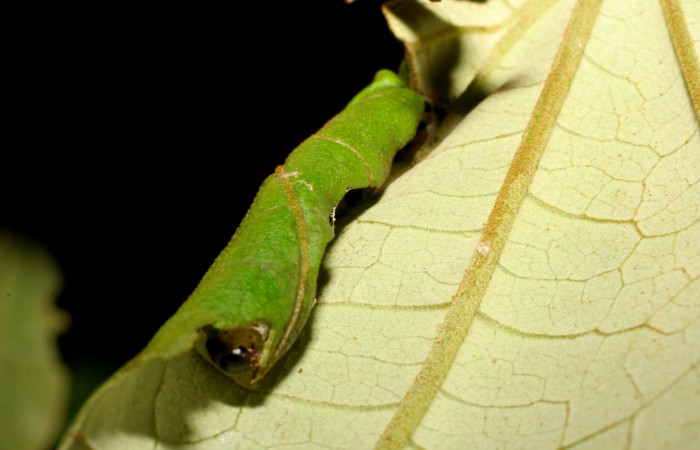 Fig. 6. Vista de la cabeza <i>Rhodoneura terminalis</i> (Thyrididae), dentro de la casa que es su protección contra los depredadores. Voucher: 07-SRNP-35625-DHJ420120.