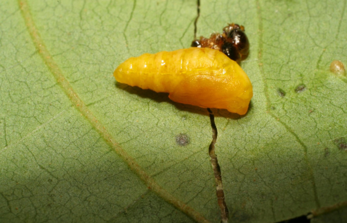 Fig. 10. Pupa recién formada de <i>Rhodoneura terminalis</i> (Thyrididae), y a su lado la piel cuando fue larva. Voucher: 07-SRNP-41855- DHJ422803.