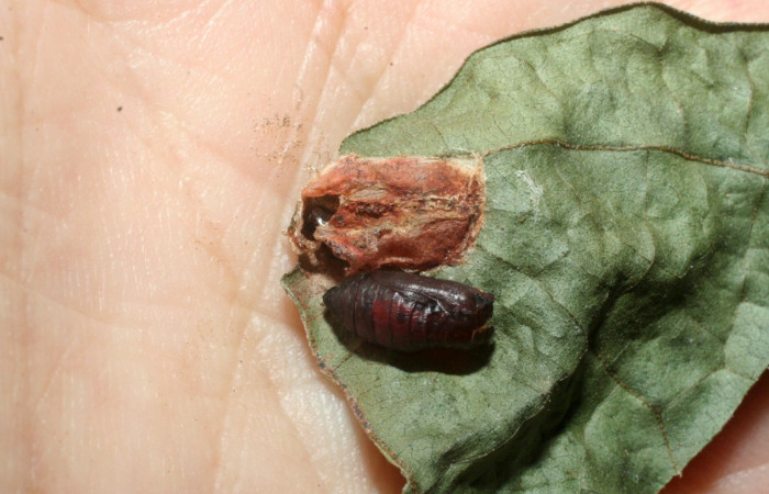 Fig. 11. Pupa <i>Rhodoneura terminalis</i> (Thyrididae), fuera del capullo que forma para protección cuando esta en proceso de metamorfosis. Voucher: 09-SRNP-40582- DHJ459353.