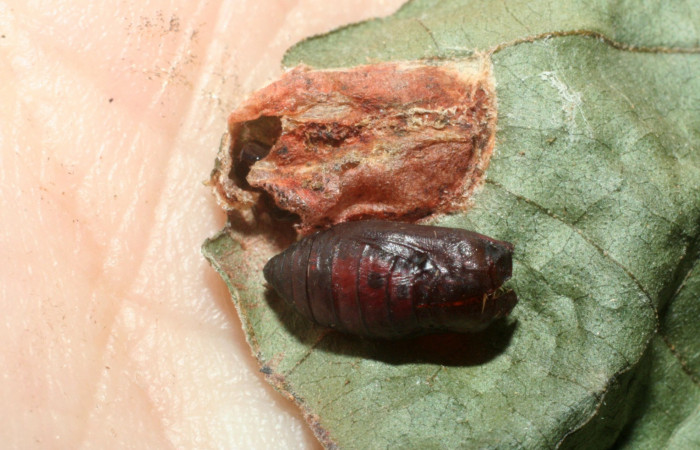 Fig. 12. Pupa <i>Rhodoneura terminalis</i> (Thyrididae), fuera del capullo que forma para protección cuando esta en proceso de metamorfosis. Voucher: 09-SRNP-40582- DHJ459354.