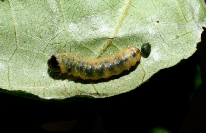 Fig. 9. Prepupa <i>Rhodoneura terminalis</i> (Thyrididae), vista dorsal en posición, adherido a hilos de seda. (Thyrididae). Voucher: 09- SRNP-56072-DHJ460052.