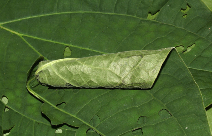 Fig. 7. Vista de la casa que hacen las especies de la familia (Thyrididae), en planta de la familia (Piperaceae) <i>Piper auritum</i>. Voucher: 18-SRNP-32121-DHJ748393.jpg.