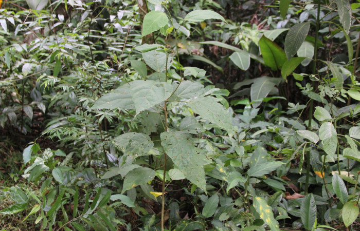 Fig.19. Planta hospedera <i>Hampea appendiculata</i> (Malvaceae), de la larva <i>Rhodoneura terminalis</i> (Thyrididae).