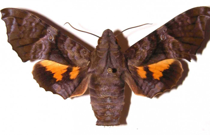Fig. 3. Hembra de  <i>Nyceryx coffaeae</i> (Sphingidae)  vista dorsal. Voucher: 01-SRNP-14543-DHJ37668.